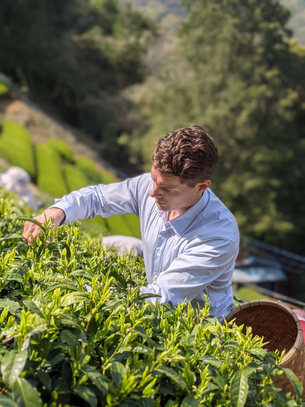 Brekell picking tea leaves